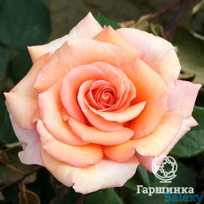 Роза варм вишез, фрайер, фотография 1