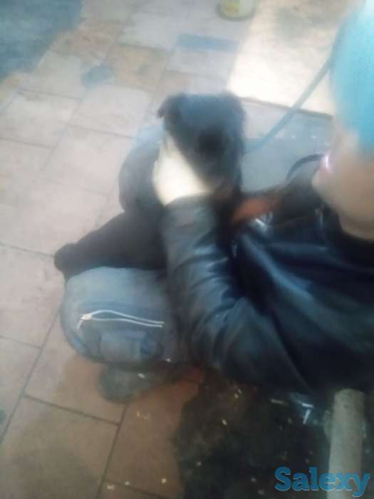 Продам щенка 3-х мес. Суку ротвейлер, фотография 8