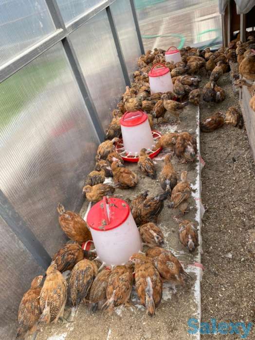 Цыплята, фотография 2