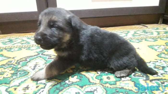 Продаётся щенок немецкой овчарки, фотография 3