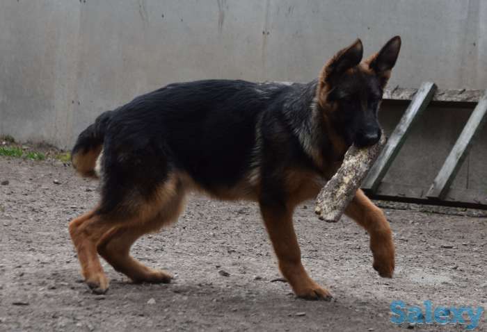 Щенки немецкой овчарк, фотография 1