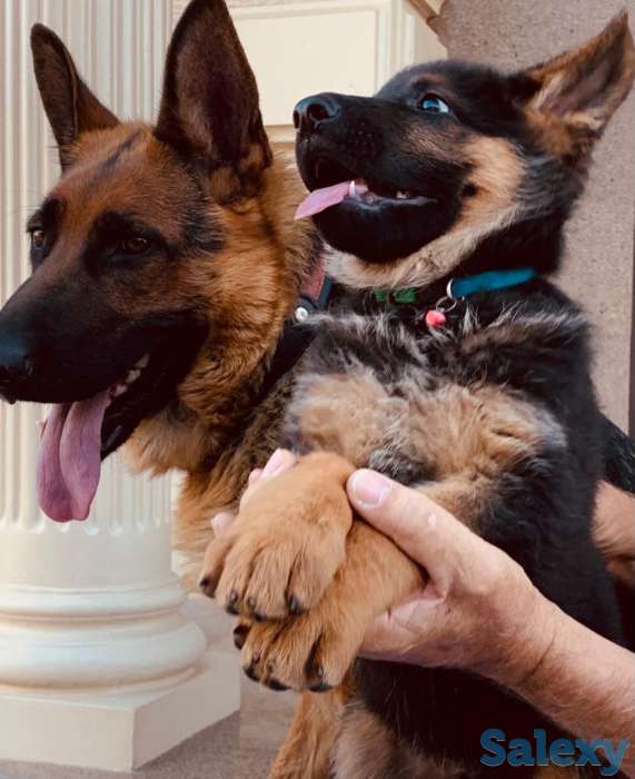 Породистые щенки немецкой овчарки, фотография 7