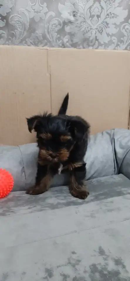 Щенки йоркширского терьера, фотография 7