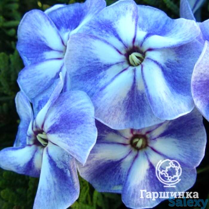 Флокс метельчатый юник олд блу, фотография 1