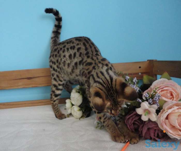 Саванна Ф1, Саванна, Savannah f1, фотография 2