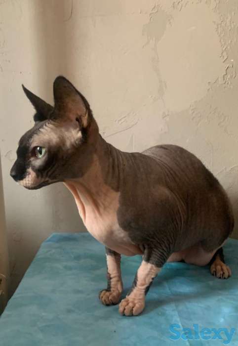 Продам кошку канадский сфинкс, фотография 1
