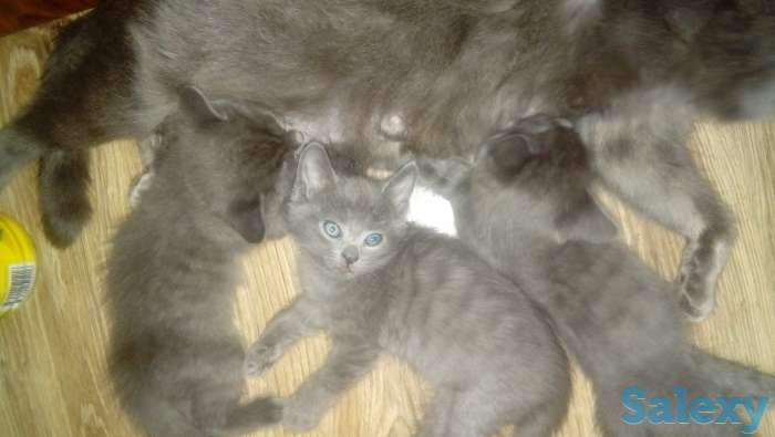 Продам котят, фотография 1