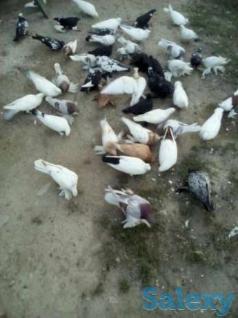 Голуби разные, фотография 1
