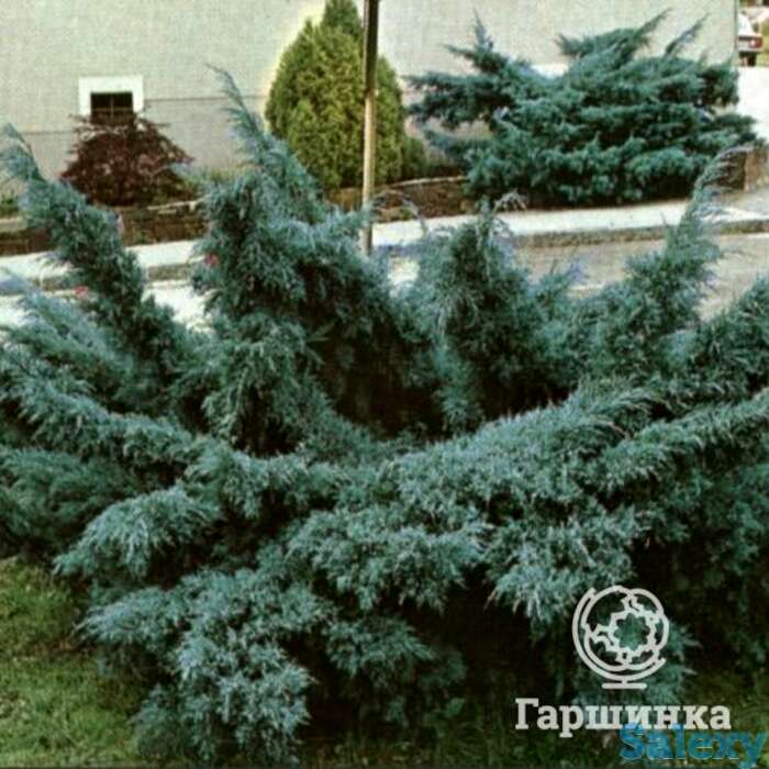 Можжевельник средний пфитцериана глаука, фотография 1