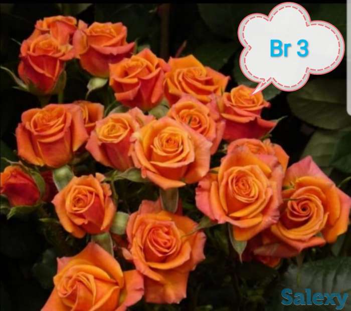 Саженец розы вьющейся и плетистой Сербия, фотография 2