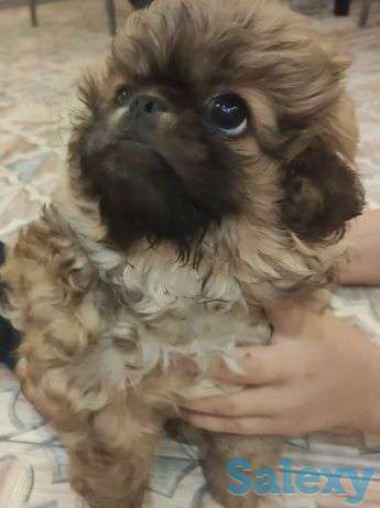 Ищем любящую семью, фотография 1