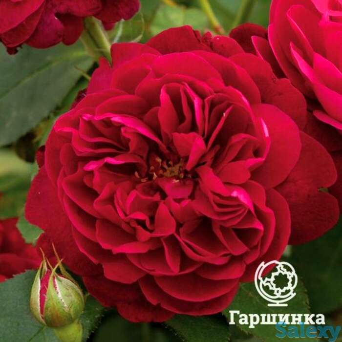 Роза дарси басселл, д.остин кустарниковая, фотография 1