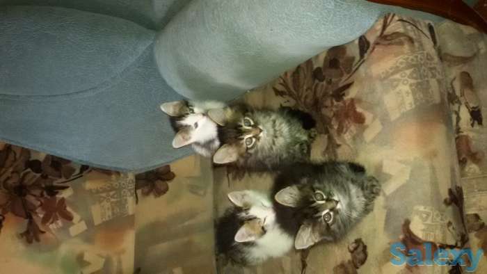 Отдам котят в добрые руки, фотография 1