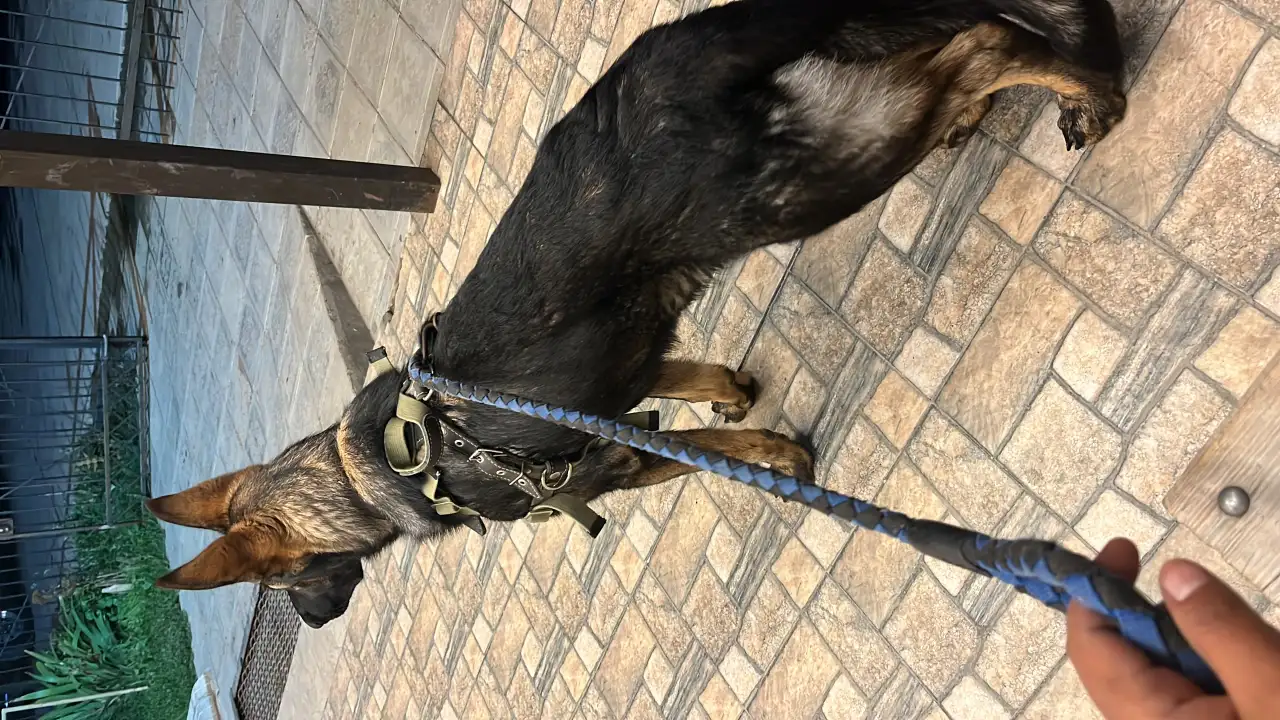 Немецкая овчарка, фотография 4