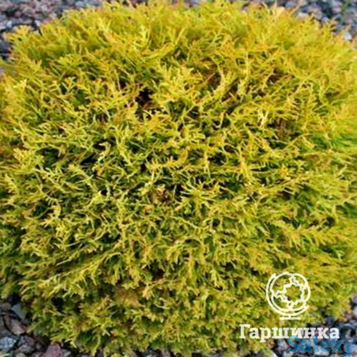 Туя шаровидная даника ауреа, фотография 1