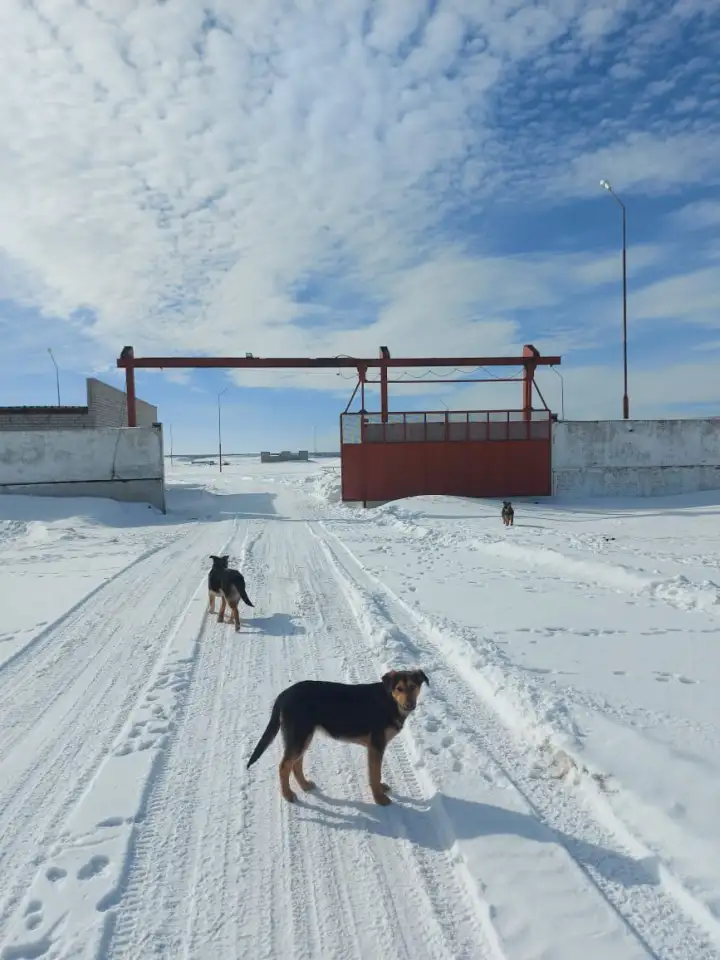 Сельское хозяйство на 3600 гектар земли в Павлодарской Области, фотография 9