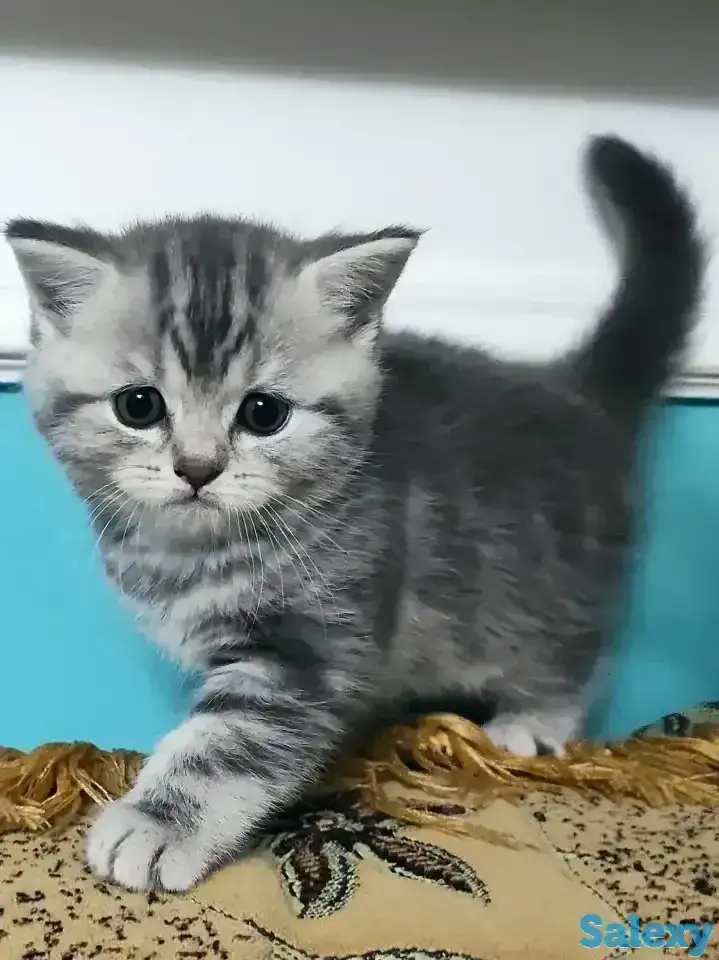 Котята скоттиш фолд и скоттиш страйт, фотография 3