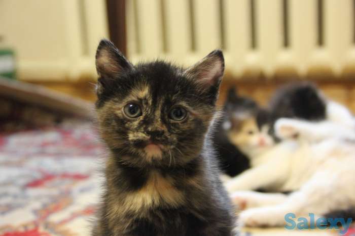 Отдам котят в хорошие руки, фотография 4