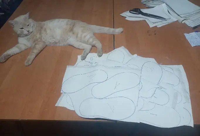 Мси шью, фотография 2