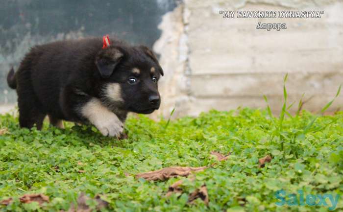 Щенки Восточноевропейской овчарки, фотография 12