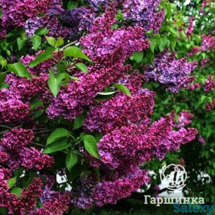 Сирень памяти людвига шпета, фотография 1