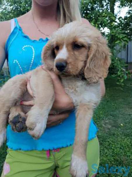 Продам щенка, фотография 1