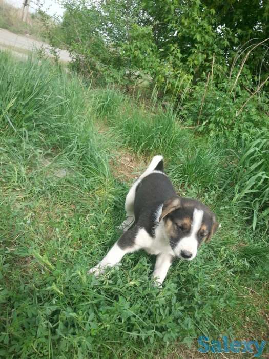 Щенки сторожевые., фотография 1