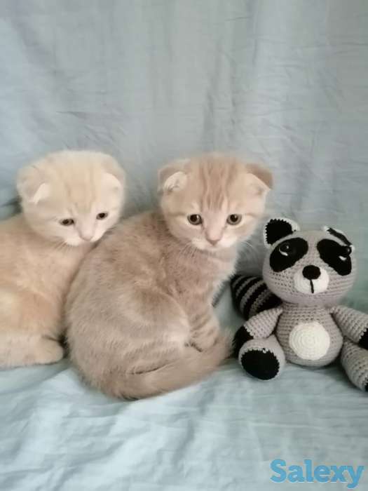 Продаю котят Скоттиш-Фолд, фотография 6