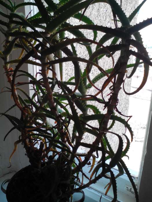 Продам алоэ, фотография 3