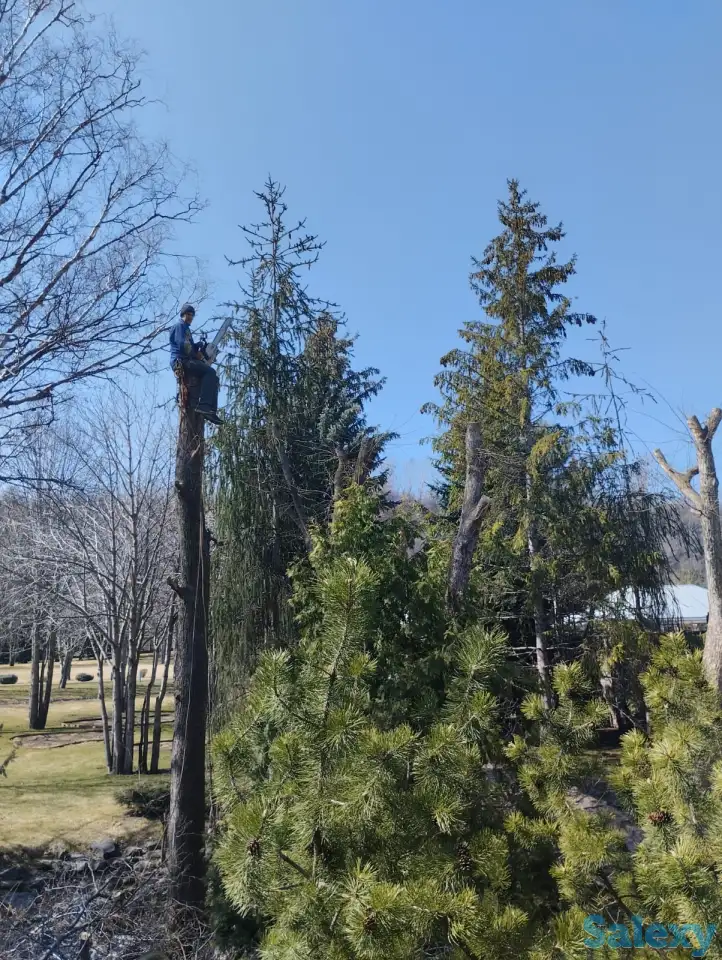 Спил, сруб деревьев, обрезка, кронировка, выкорчевка пней, фотография 1