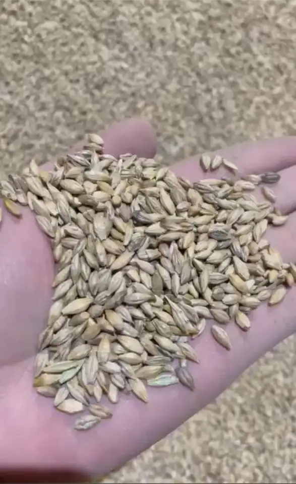 Ячмень, фотография 1