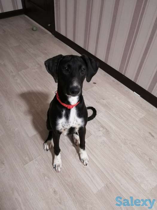 Отдам в добрые руки, фотография 2