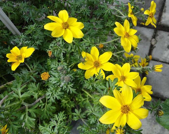 Лекарственные травы и травяные сборы. , фотография 1