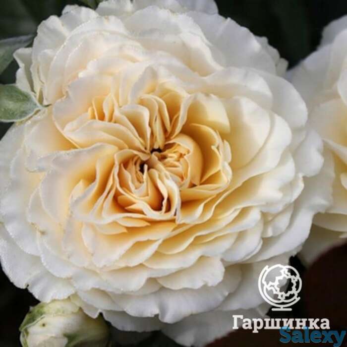 Роза лилиан бейлис, харкнесс, фотография 1