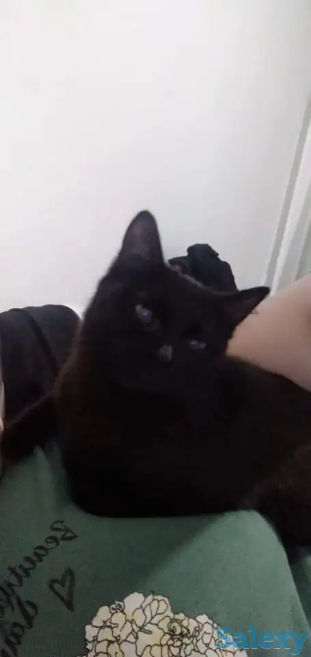 Пропала кошка, фотография 1