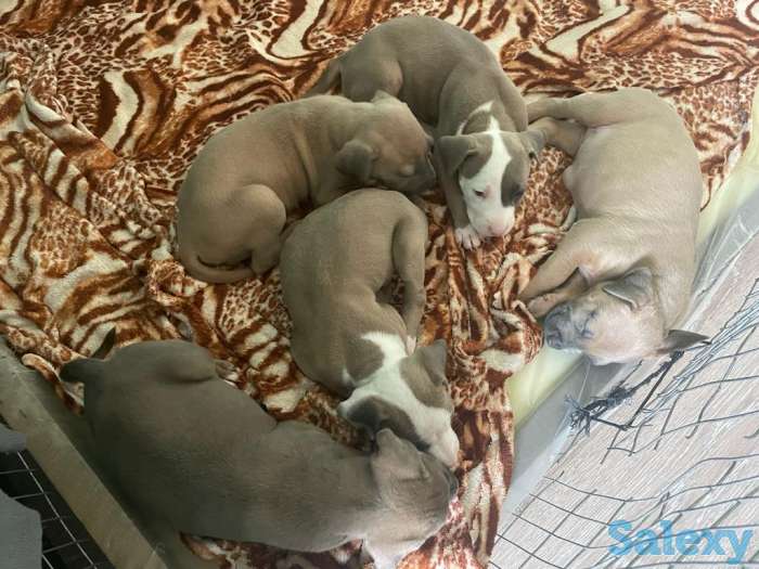 Стаффордширский терьер (стаффорд), фотография 4