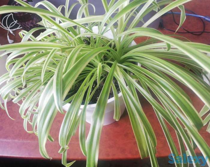 Продажа  комнатные цветы, фотография 6