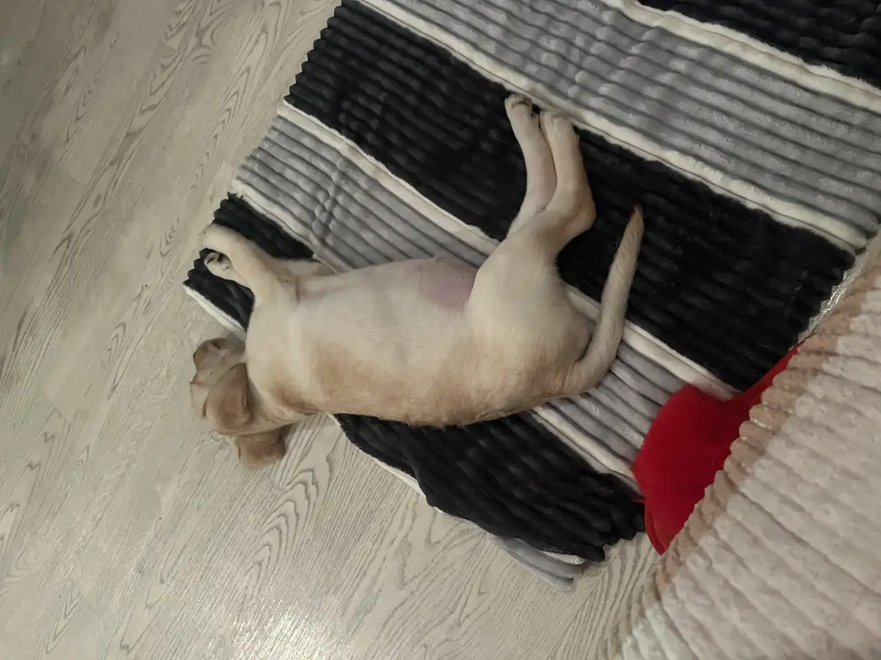 Продам лабрадора 2,5мес., фотография 1