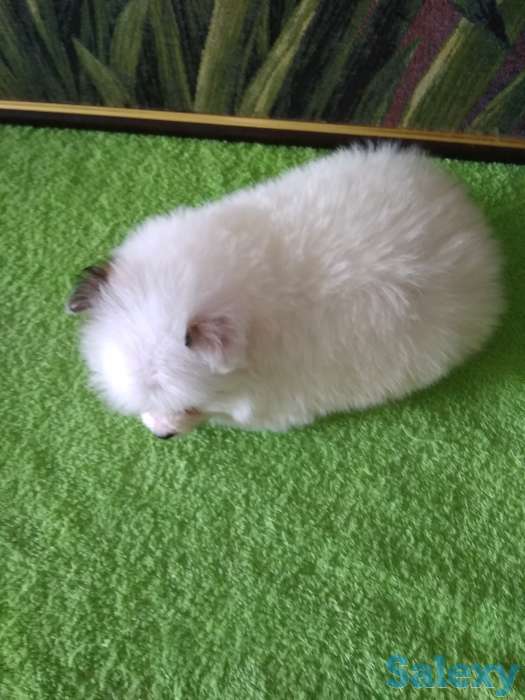 Продам мальчишек шпицов, фотография 3