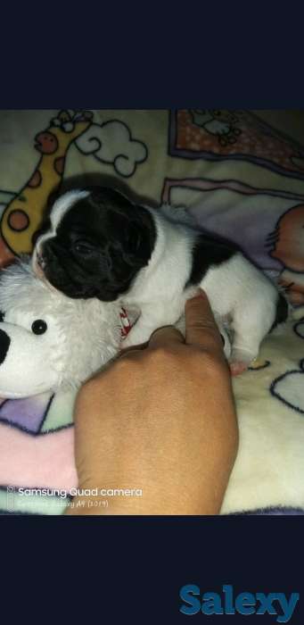 Французский бульдог, фотография 3