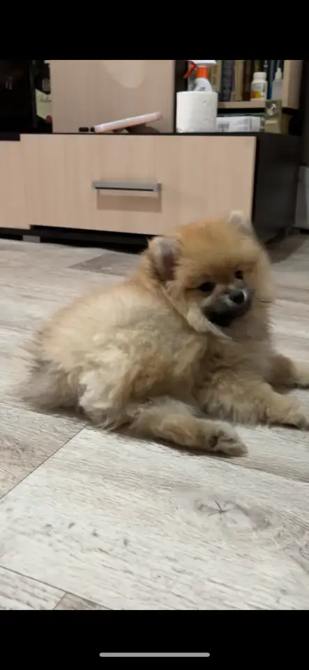 Продам щенят, померанский шпиц с вет.паспортом, фотография 1