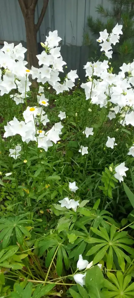 Продам особняк на два хозяина, Целинная 2/1, фотография 4