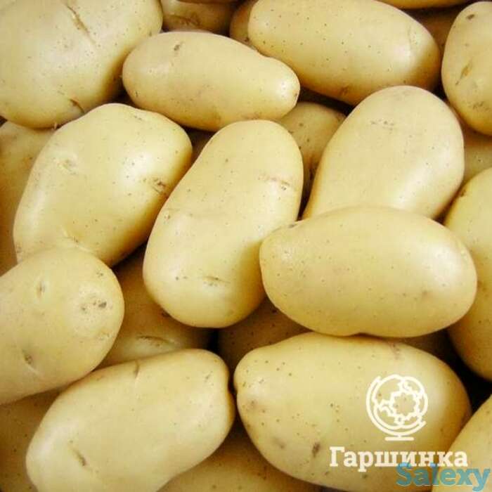 Семена Картофель Баллада 0,02г, фотография 1