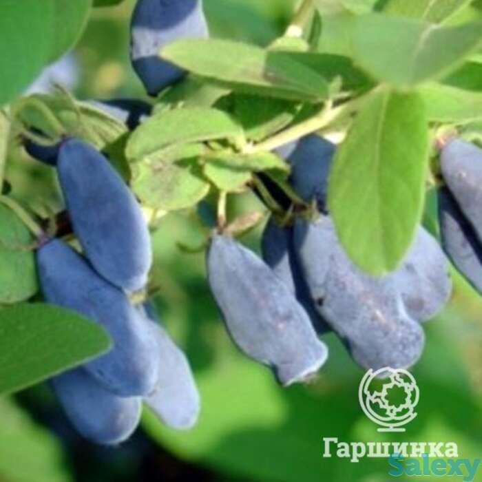 Жимолость дуэт, фотография 1