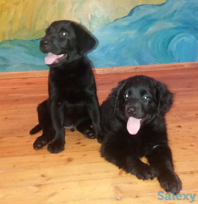 Продам щенков лабрадора черного окраса, фотография 8