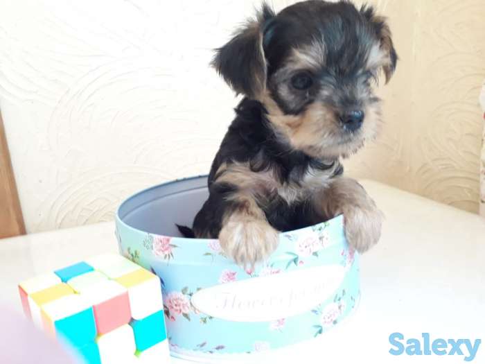 Очаровательные щенки йорка, фотография 5