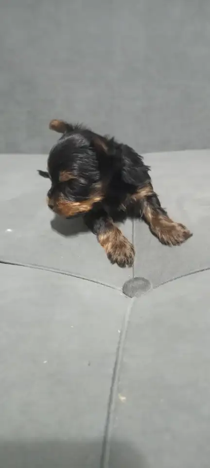 Щенки йоркширского терьера, фотография 2