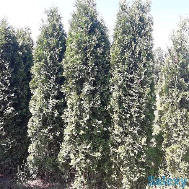 Живые елки, фотография 2