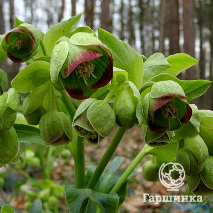 Морозник вонючий, фотография 1