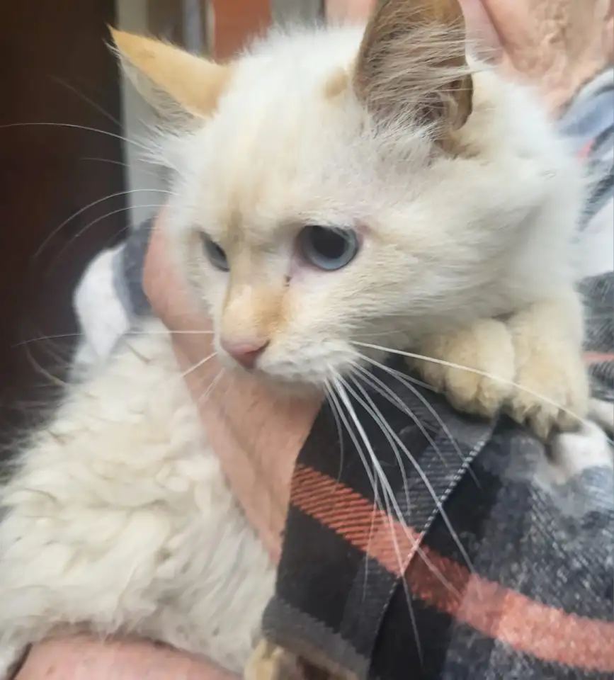 Симпатичный котенок ищет добрых хозяев, фотография 2